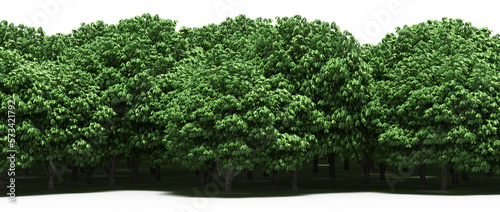 forest line with shadows under the trees  isolated on white background  3D illustration  cg render