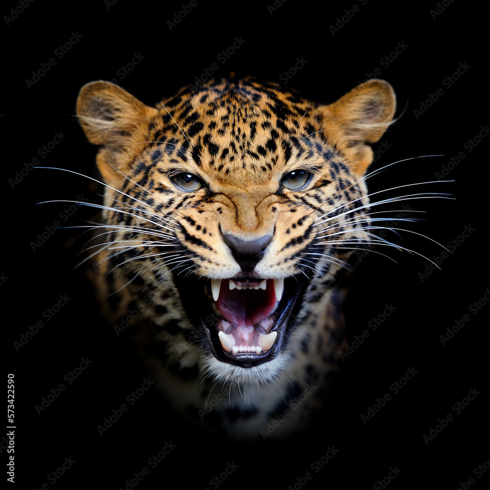 Leopard in nature - obrazy, fototapety, plakaty 