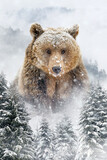 Adult brown bear peeks out from behind the trees in winter time