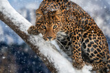 Leopard sitting on a branch in winter day