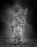 Lion cub in the background of his mother. Black and white african savannah landscape