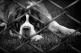 Dog in iron cage on black. Animal rights concept