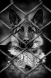 Dog in iron cage on black. Animal rights concept