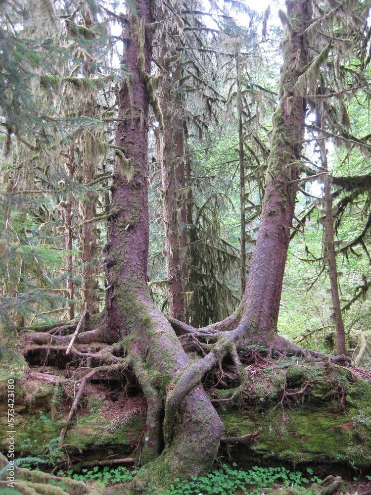 Tree Roots Growing Intertwined with Each Other Tree Roots Growing Intertwined with Each Other