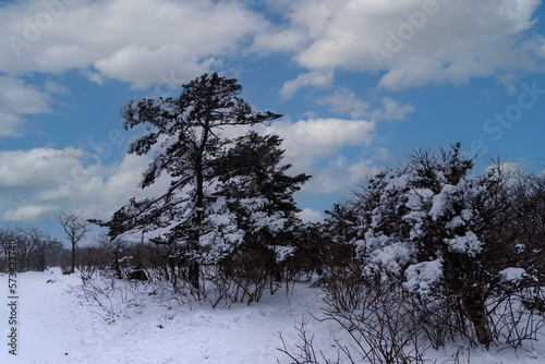 Old yew tree in Taebaeksan national park-Taebaeck, Gangwondo, Korea photo