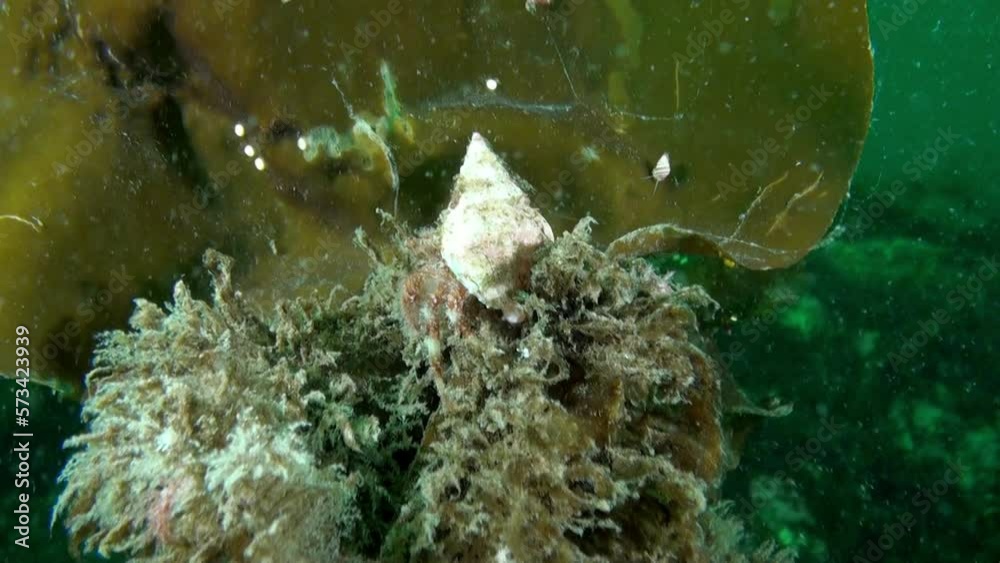 Hermit crabs hiding in underwater seaweed leaves. Hermit crabs are ...