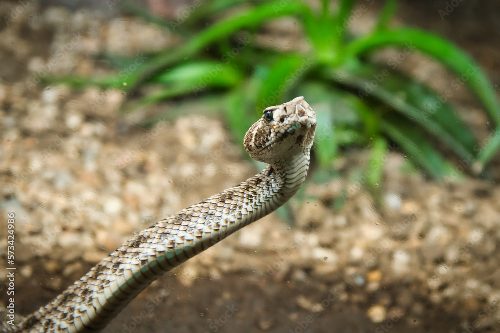 Fototapeta premium Serrana Rattlesnake (Crotalus atrox) is a species that lives in southern North America, including Mexico where it represents one of the most aggressive vipers.