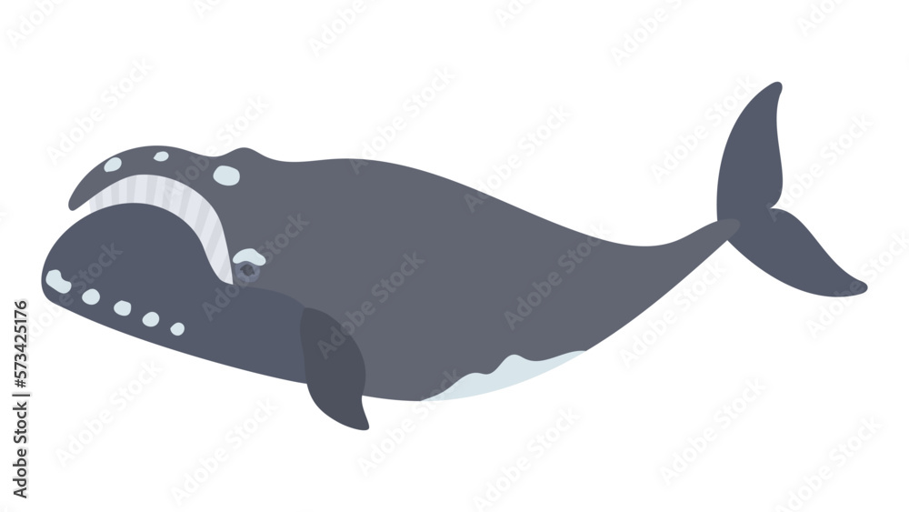 Fototapeta premium セミクジラの水彩風イラスト North Pacific right whale. Flat designed vector illustration.
