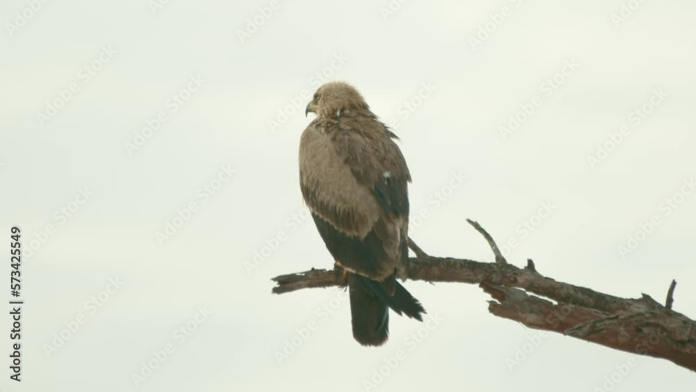 Rear View Of Steppe Eagle Sitting On The Branch Of Tree. - close up Rear View Of Steppe Eagle Sitting On The Branch Of Tree. - close up