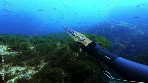 Slow motion shot of a diver aiming and firing his speargun and catching a fish photo