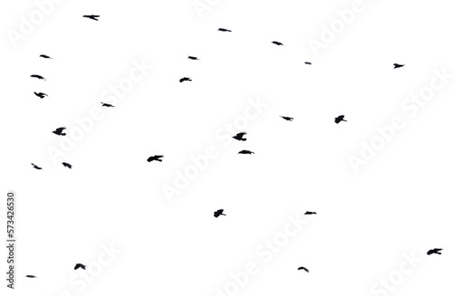 Flock of raven birds isolated on white