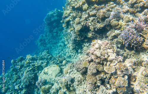 Coral reef under sea water.