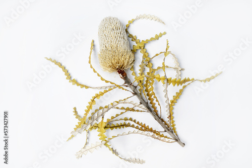 Beautiful flat lay Australian native Banksia forever flower, dried yellow and white. Photographed on a white background.