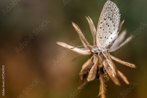 Tiny grass blue butterfly on wildflower in morning, Close up and macro with soft focus and bokeh/nature blurred background, Insects in Thailand.