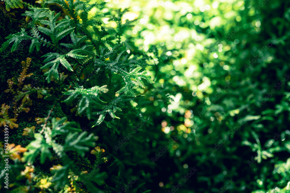 Green Selaginella, spikemoss or lesser clubmoss, Fresh leaf nature texture background, Spring season