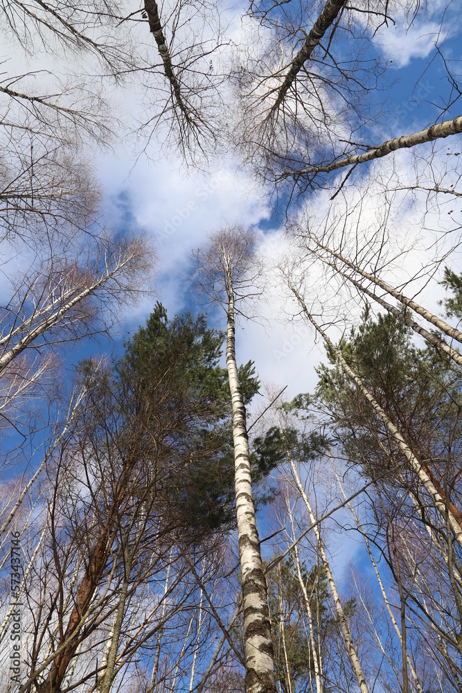 Obraz premium trees and sky