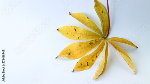 solated yellow withered cassava leaves on a white background.  photo
