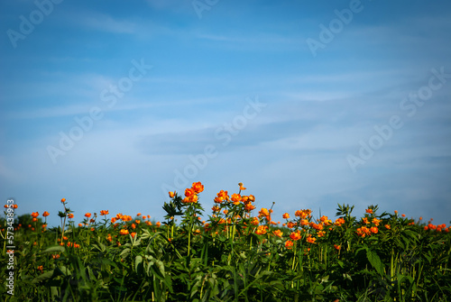 spring flowers trolls against the blue sky.copyspace