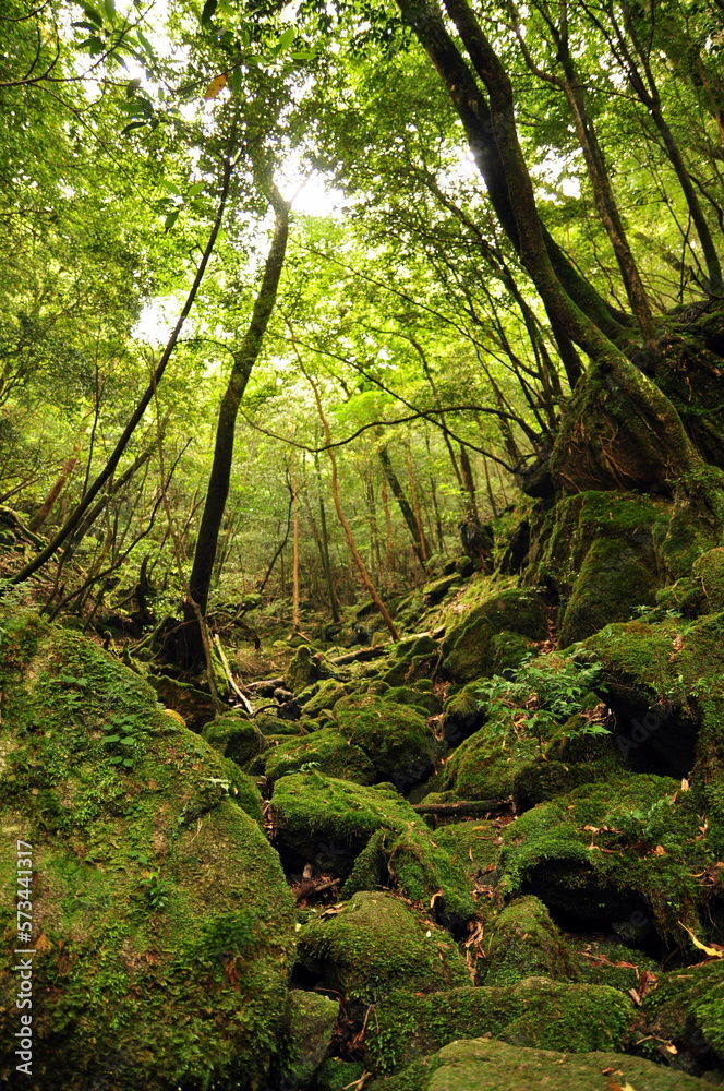 世界自然遺産 屋久島の森