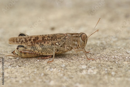 Closeup on short-horned Barbarian Grasshopper  Calliptamus barbarus , from Gard, France photo