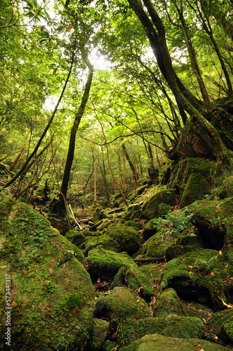 世界自然遺産 屋久島の森