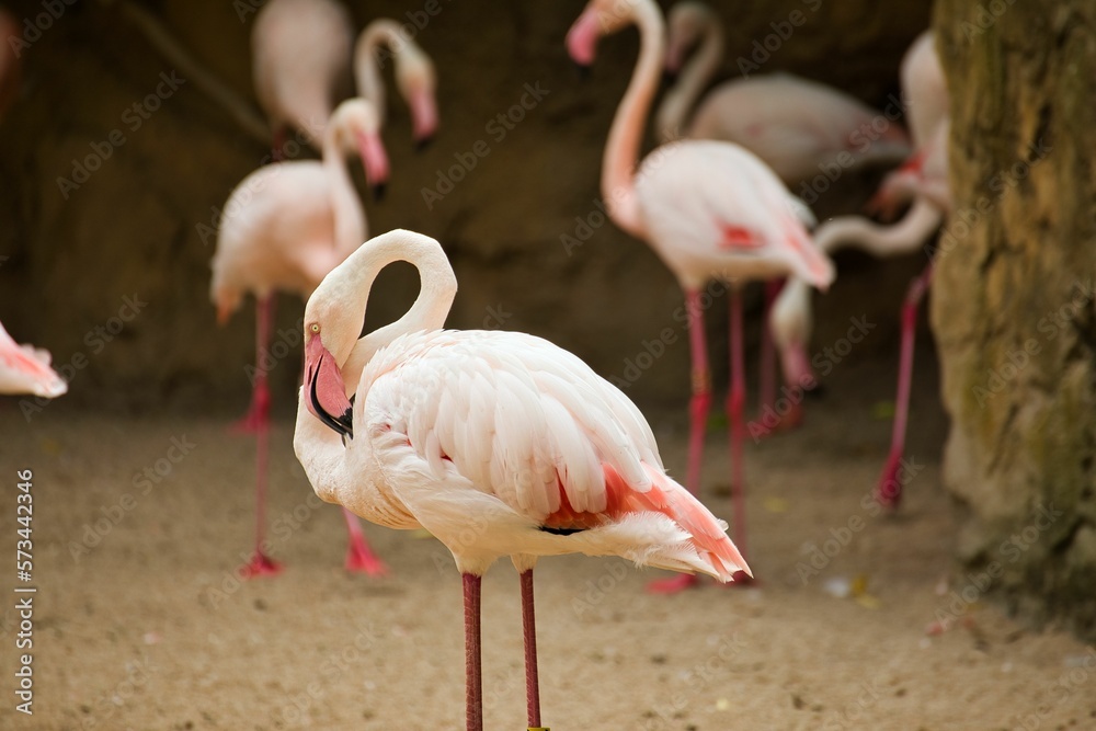 Full body shot of a pink flamingo, with more flamingos diffused in the background. Full body shot of a pink flamingo, with more flamingos diffused in the background.