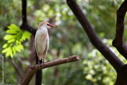Full body shot of a cattle egret sitting on a branch, with a diffuse, light-filled tree canopy in the background.