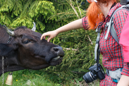 Close up female photographer caressing highland cow with bell concept photo. Side view photography with forestscape on background. High quality picture for wallpaper, travel blog, magazine, article
