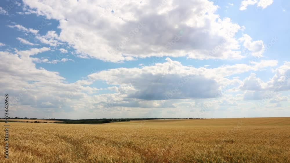 Golden Wheat Field With Blue Sky And Clouds - timelapse Golden Wheat Field With Blue Sky And Clouds - timelapse