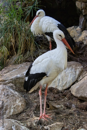 Full body shot of a stork pair, the female in the foreground in a nest, the male in the background.