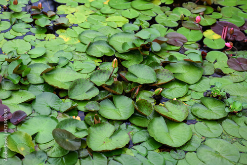 Water lily leafs in a pond.