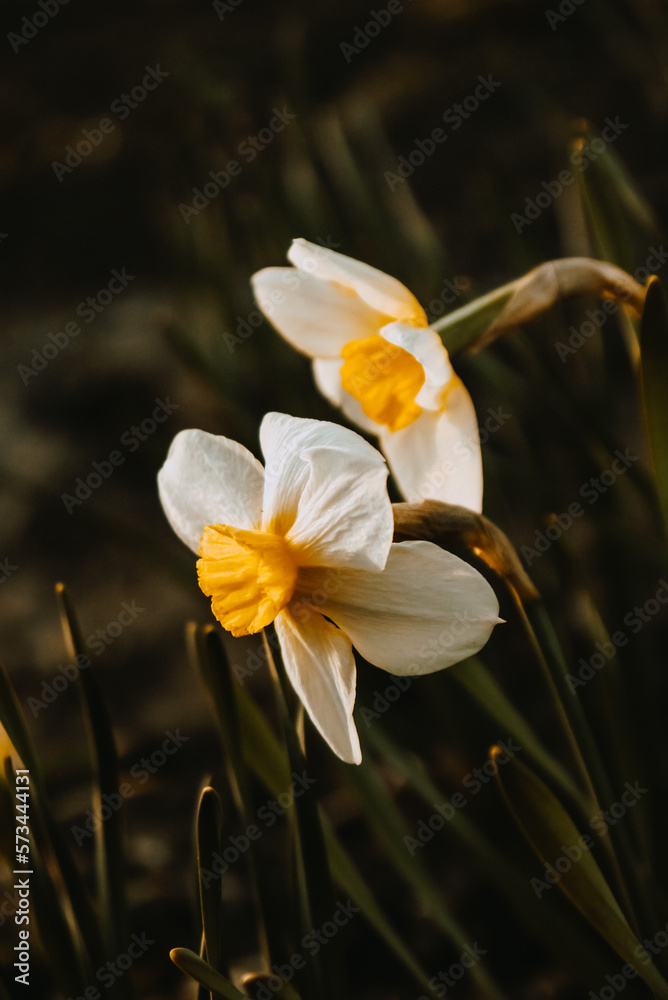 spring in nature, blooming daffodil, daffodils, white flowers and petals