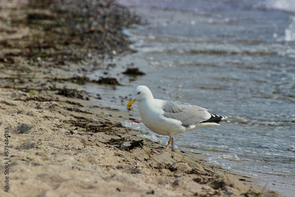 A seagull walks along the beach, in the background you can see the sea and sand. A seagull walks along the beach, in the background you can see the sea and sand.