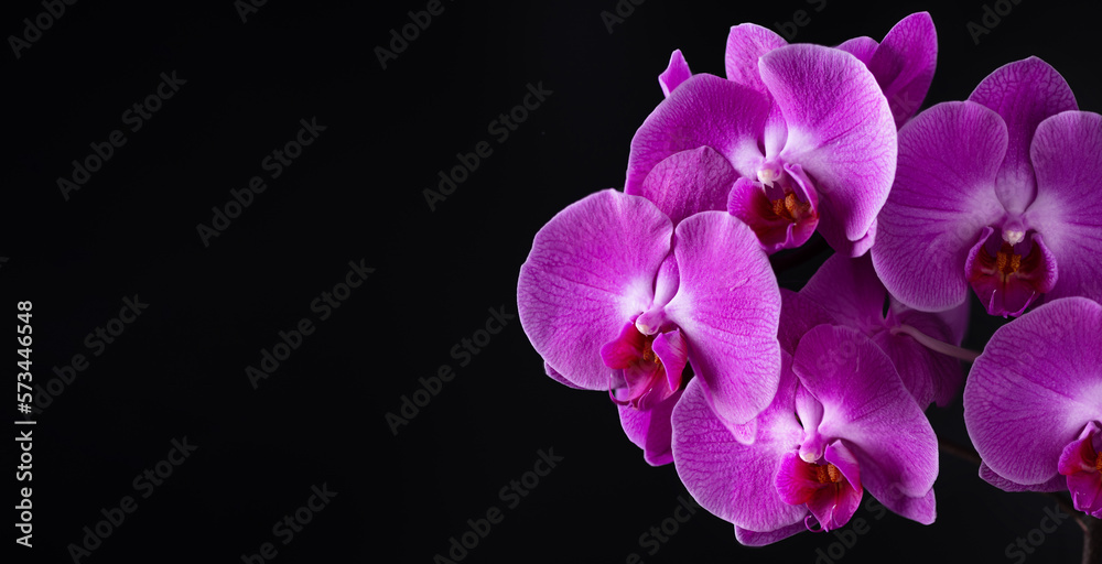 Fototapeta premium Blooming pink orchid on black background. Phalaenopsis orchid flower twig.