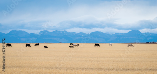 Cows grazing on golden grassland in autumn. Mountain ranges in the background. Montana. United States.