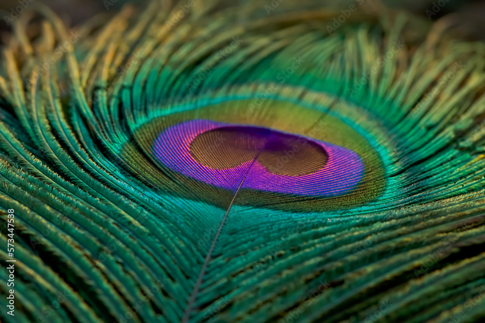 Fototapeta premium Peacock feather closeup, background, texture, Peafowl feather. Green feather.