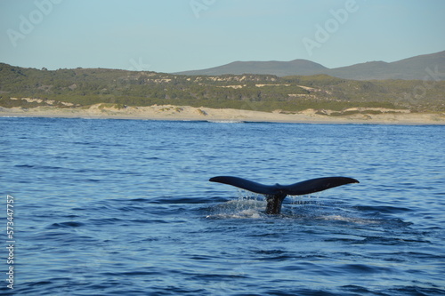 Baleine du Cap