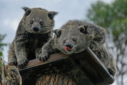Photography binturong