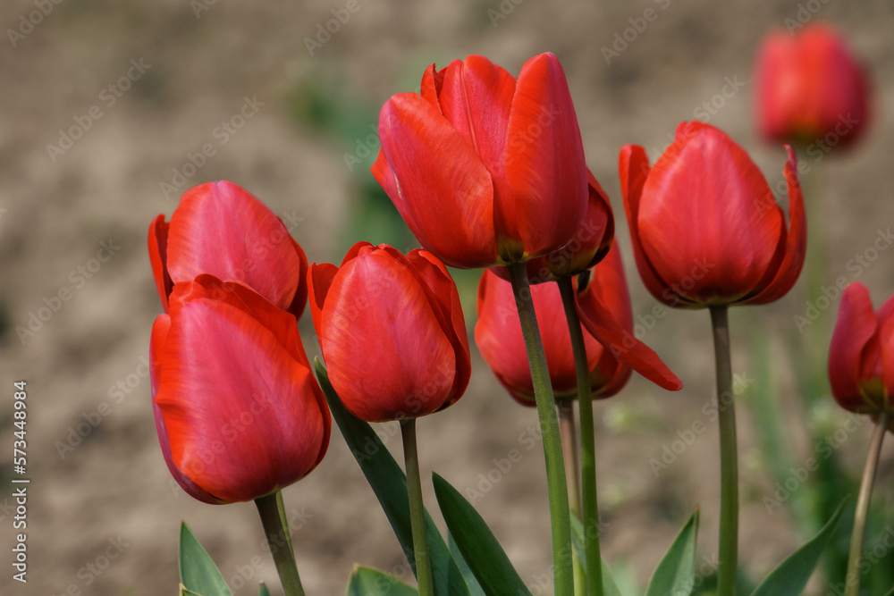 Fototapeta premium red tulips outdoors. warm day in spring