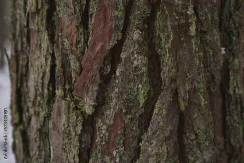 A macro close-up of a plant bark of fir tree with texture and detail crevices and rough surface