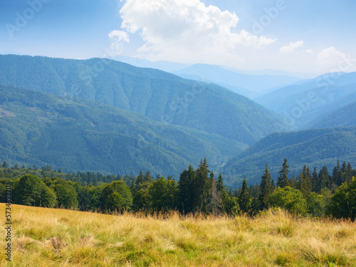 mountainous carpathian countryside. beech trees on the grassy hill. beautiful landscape in warm evening light