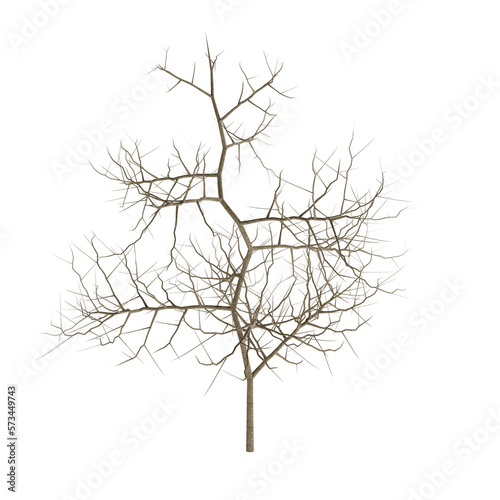 tree branch silhouette isolated on white