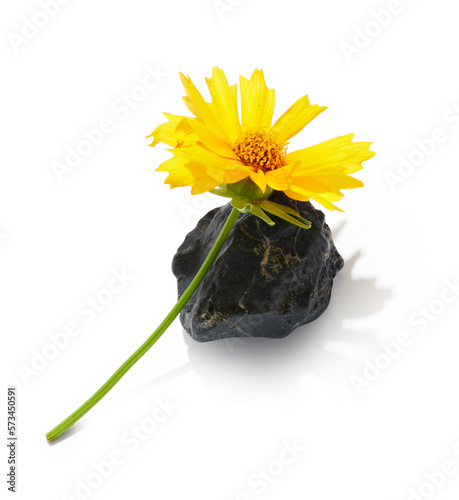 Yellow coreopsis flower with stone isolated on white background. Spa therapy ...