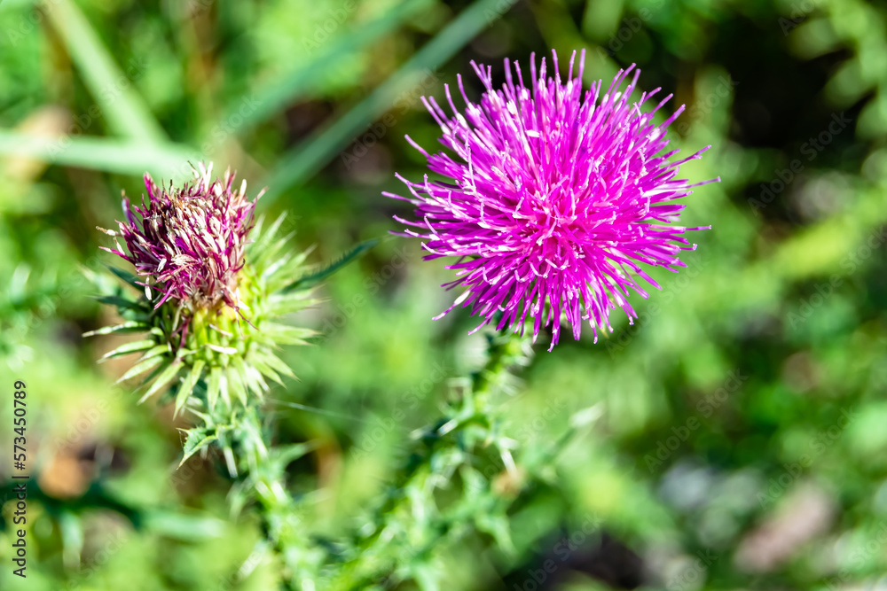 Beautiful growing flower root burdock thistle on background meadow Beautiful growing flower root burdock thistle on background meadow