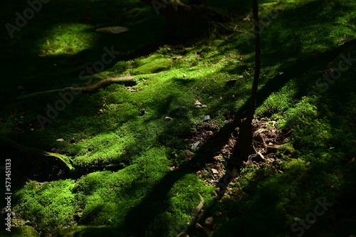 The morning sun shines through the moss                            