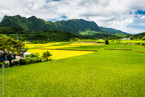 A large area of rice fields with mountains background under the blue sky in Hualien  Taiwan.