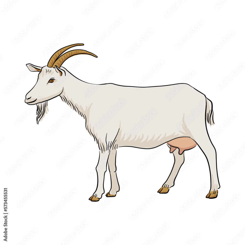 Fototapeta premium vector drawing goat, sketch of domestic animal, hand drawn illuastration , isolated nature design element