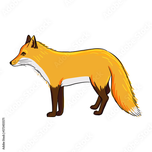 vector drawing sketch of animal, hand drawn fox , isolated nature design element