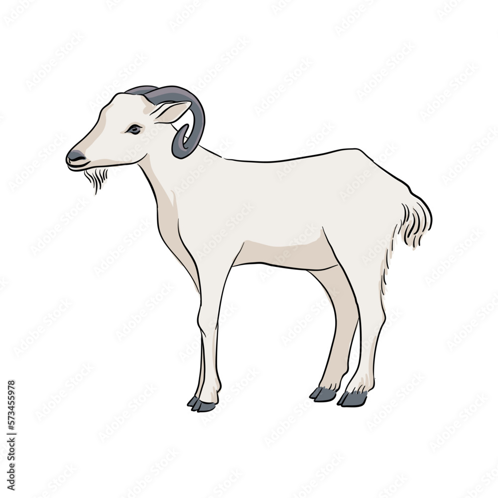 vector drawing goat, sketch of domestic animal, hand drawn illuastration , isolated nature design element