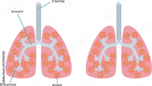 肺の解剖図／Illustration of anatomy of the lungs